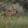 Liska obecna - Vulpes vulpes - Red Fox 7463